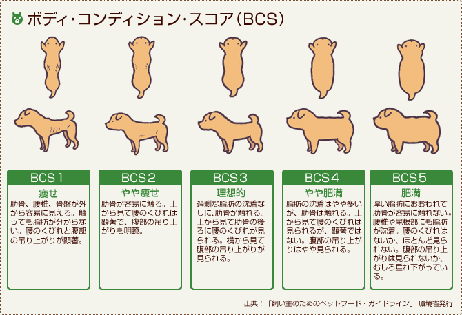 愛犬の肥満・痩せすぎに要注意！BCS(ボディ・コンディション・スコア